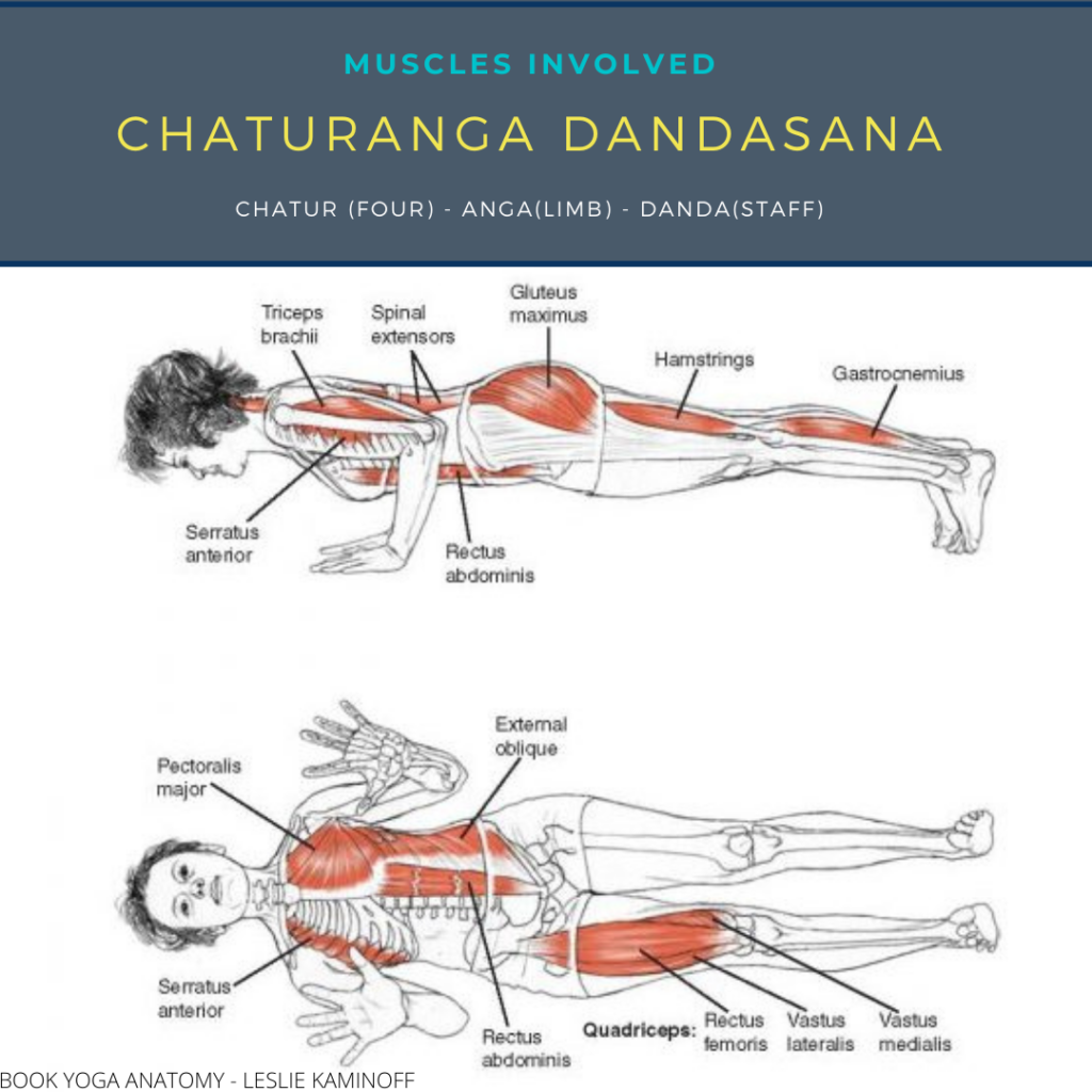 Chaturanga Dandasana Breakdown